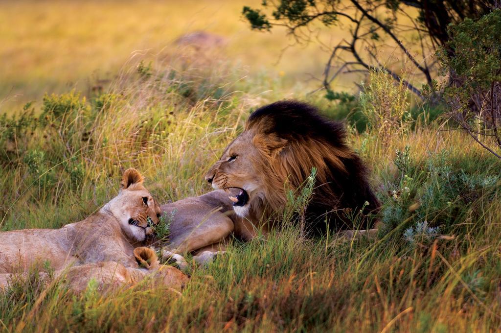 Lalibela Game Reserve - Kichaka Lodge Paterson Экстерьер фото
