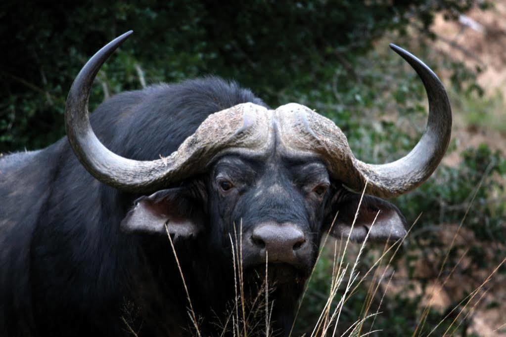 Lalibela Game Reserve - Kichaka Lodge Paterson Экстерьер фото