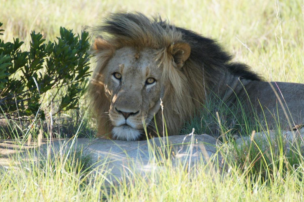 Lalibela Game Reserve - Kichaka Lodge Paterson Экстерьер фото