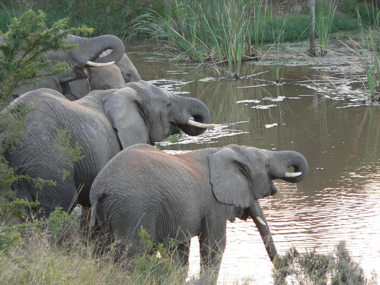 Lalibela Game Reserve - Kichaka Lodge Paterson Экстерьер фото
