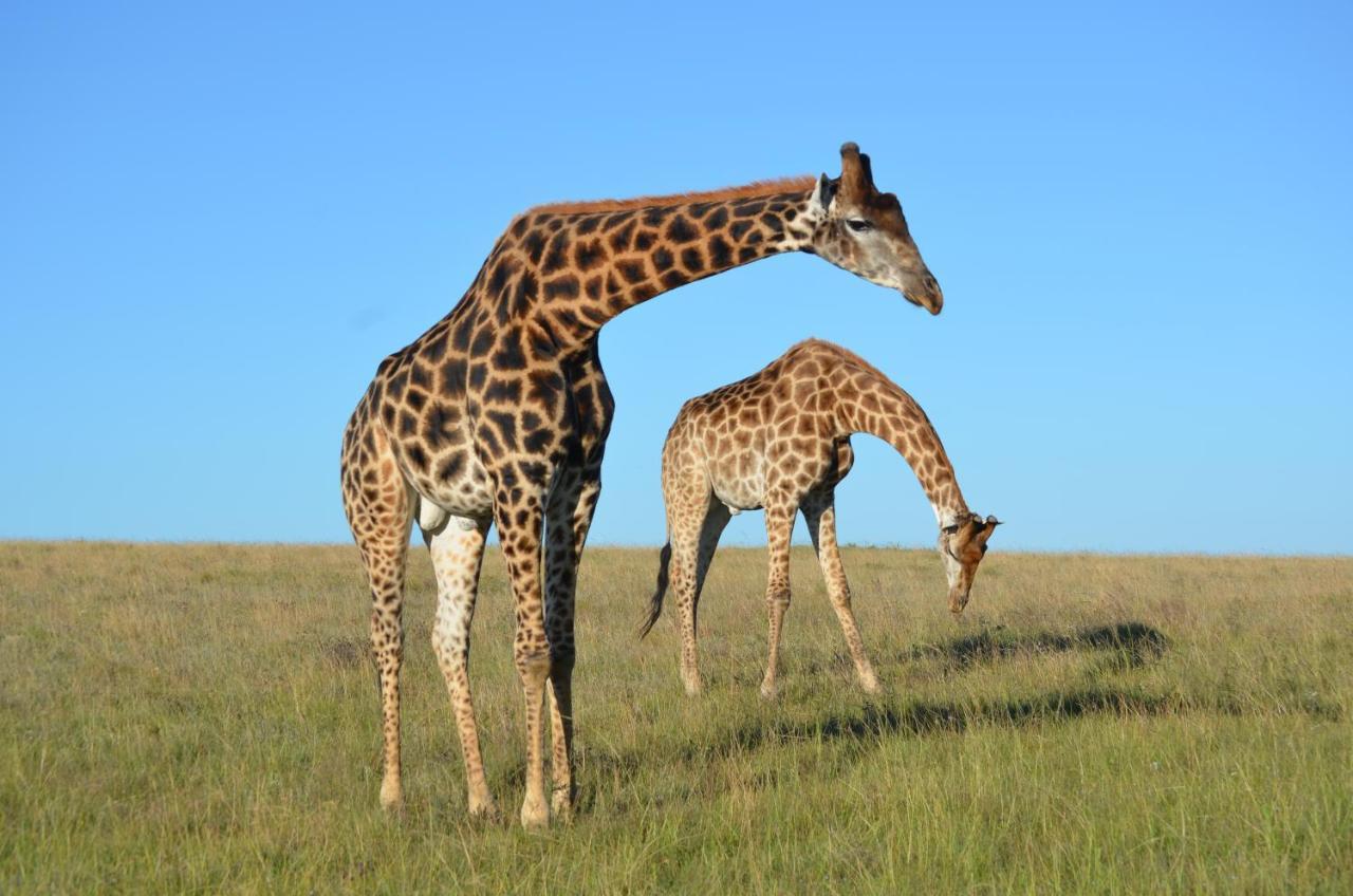 Lalibela Game Reserve - Kichaka Lodge Paterson Экстерьер фото