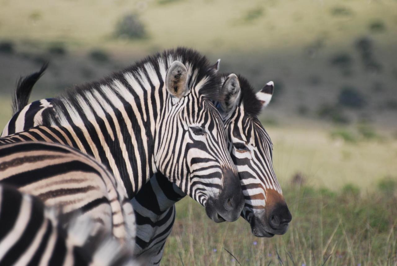 Lalibela Game Reserve - Kichaka Lodge Paterson Экстерьер фото