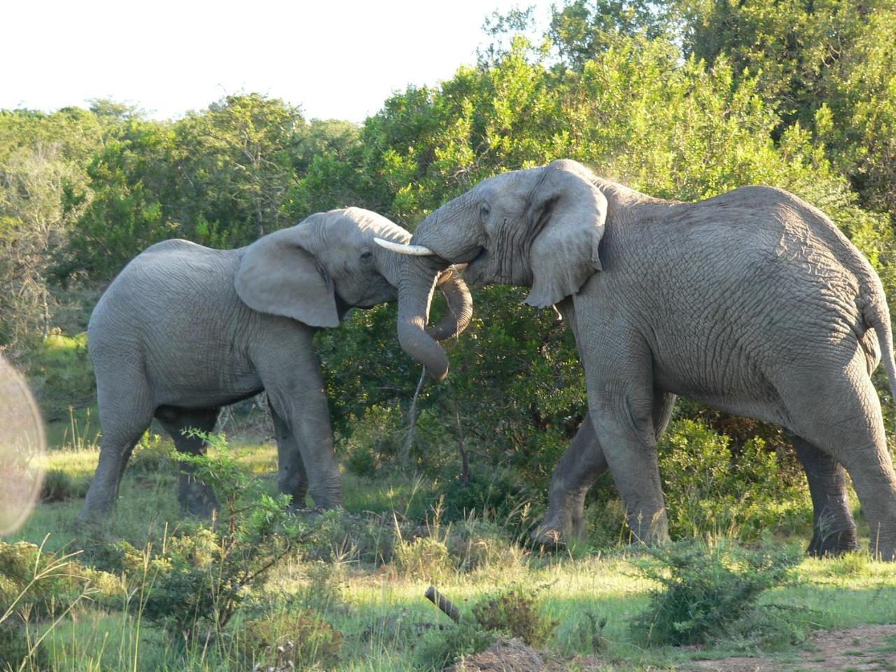 Lalibela Game Reserve - Kichaka Lodge Paterson Экстерьер фото
