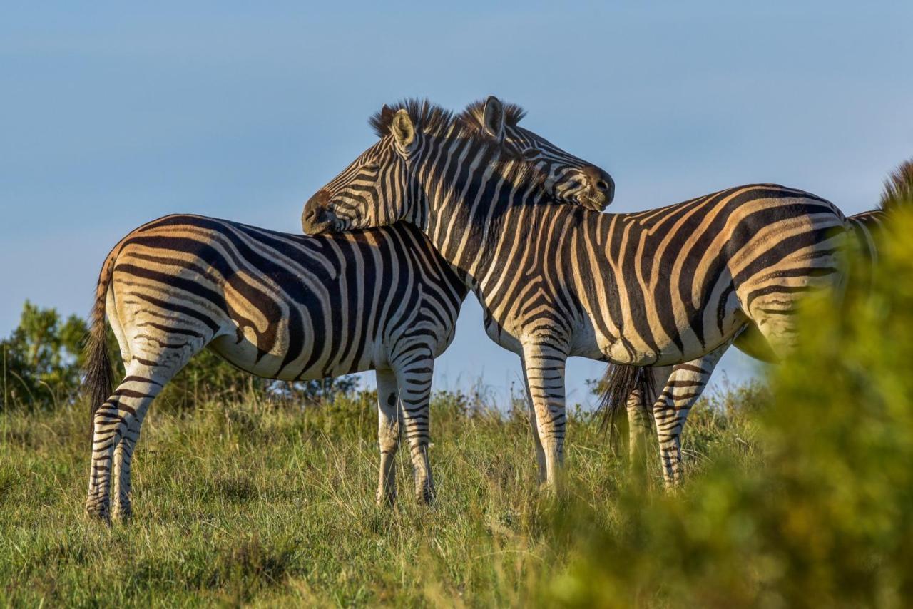 Lalibela Game Reserve - Kichaka Lodge Paterson Экстерьер фото