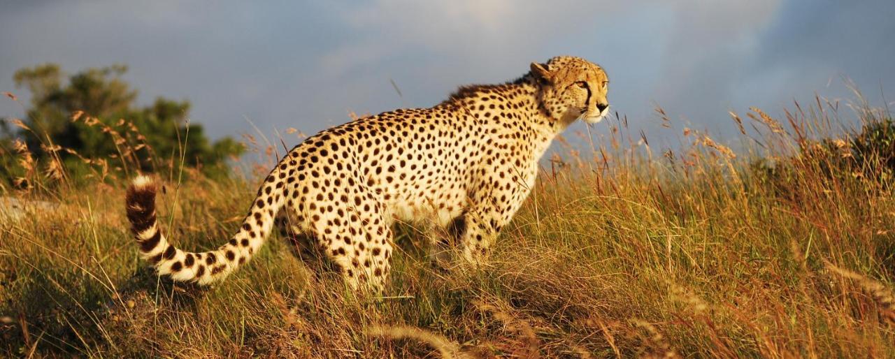 Lalibela Game Reserve - Kichaka Lodge Paterson Экстерьер фото